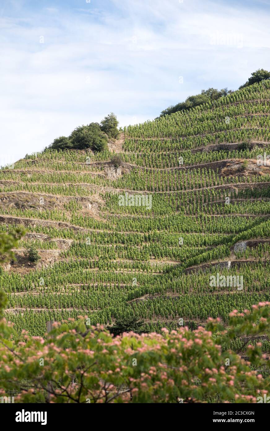 Vista del M. Chapoutier Crozes-Hermitage vigneti a Tain l'Hermitage, la valle del Rodano, Francia Foto Stock