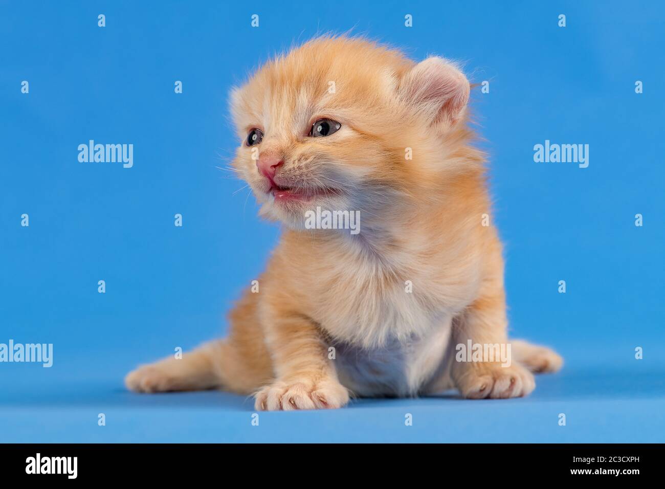 Rassekatze Curl americano (Felis silvestris catus), Liegend, tabby rosso, Jungtier, 5 Wochen, blauer Hintergrund, Österreich Foto Stock