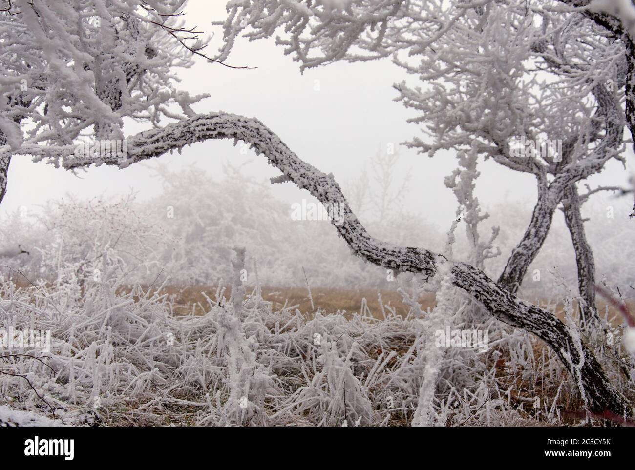 paesaggio invernale innevato con vento ghiacciato Foto Stock