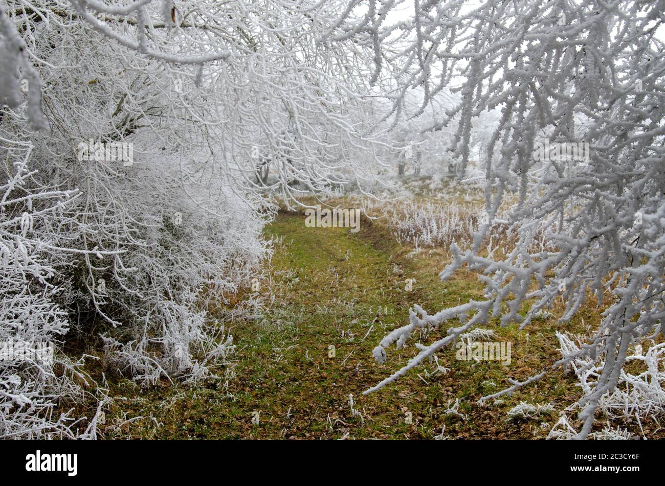 paesaggio invernale innevato con vento ghiacciato Foto Stock