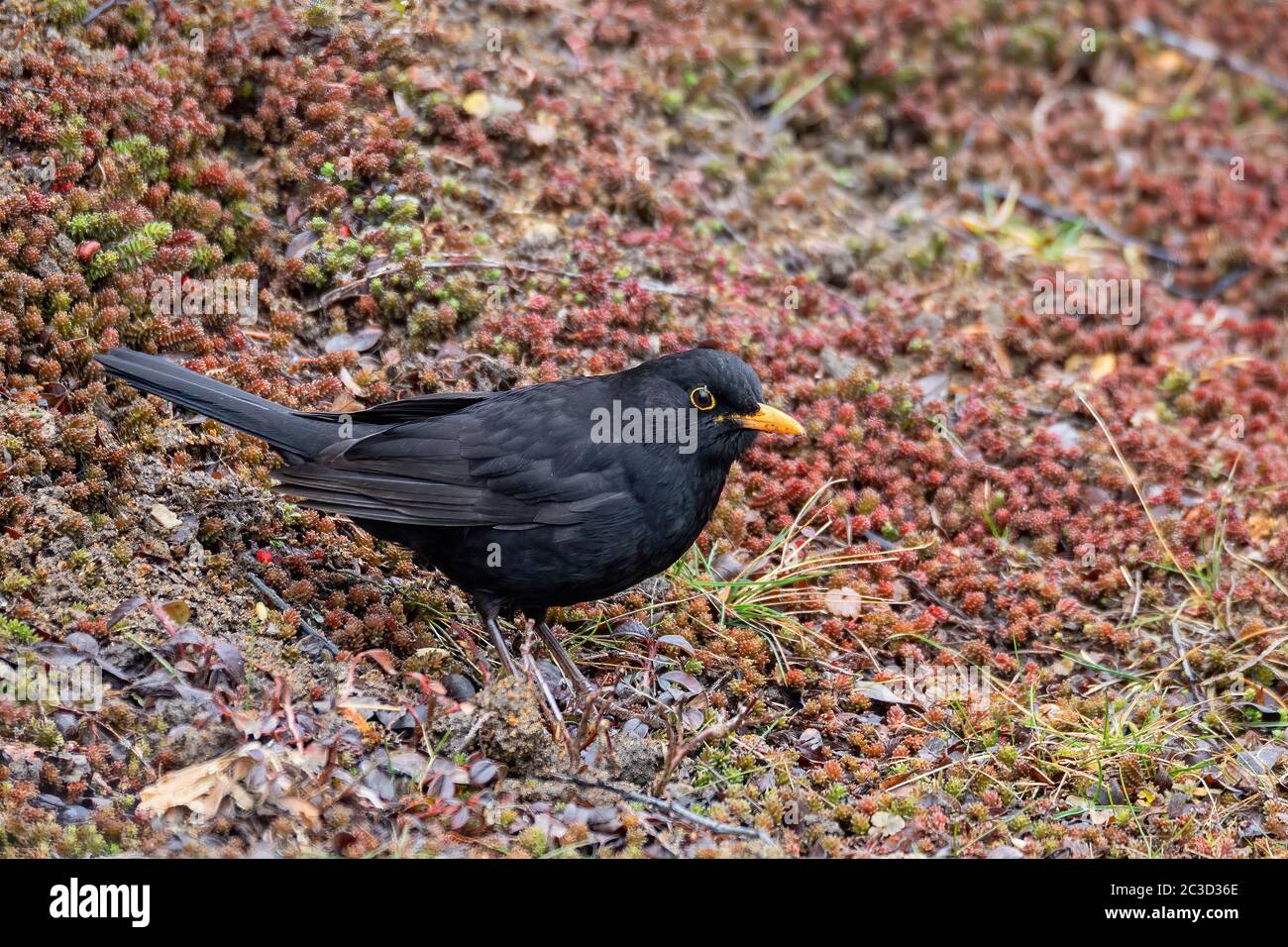 Maschio di comune black bird in inverno Foto Stock