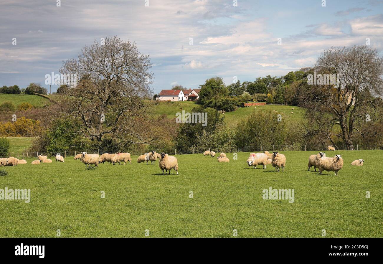 Un paesaggio rurale nello Shropshire, Inghilterra con colline ondulate e pecore al pascolo Foto Stock