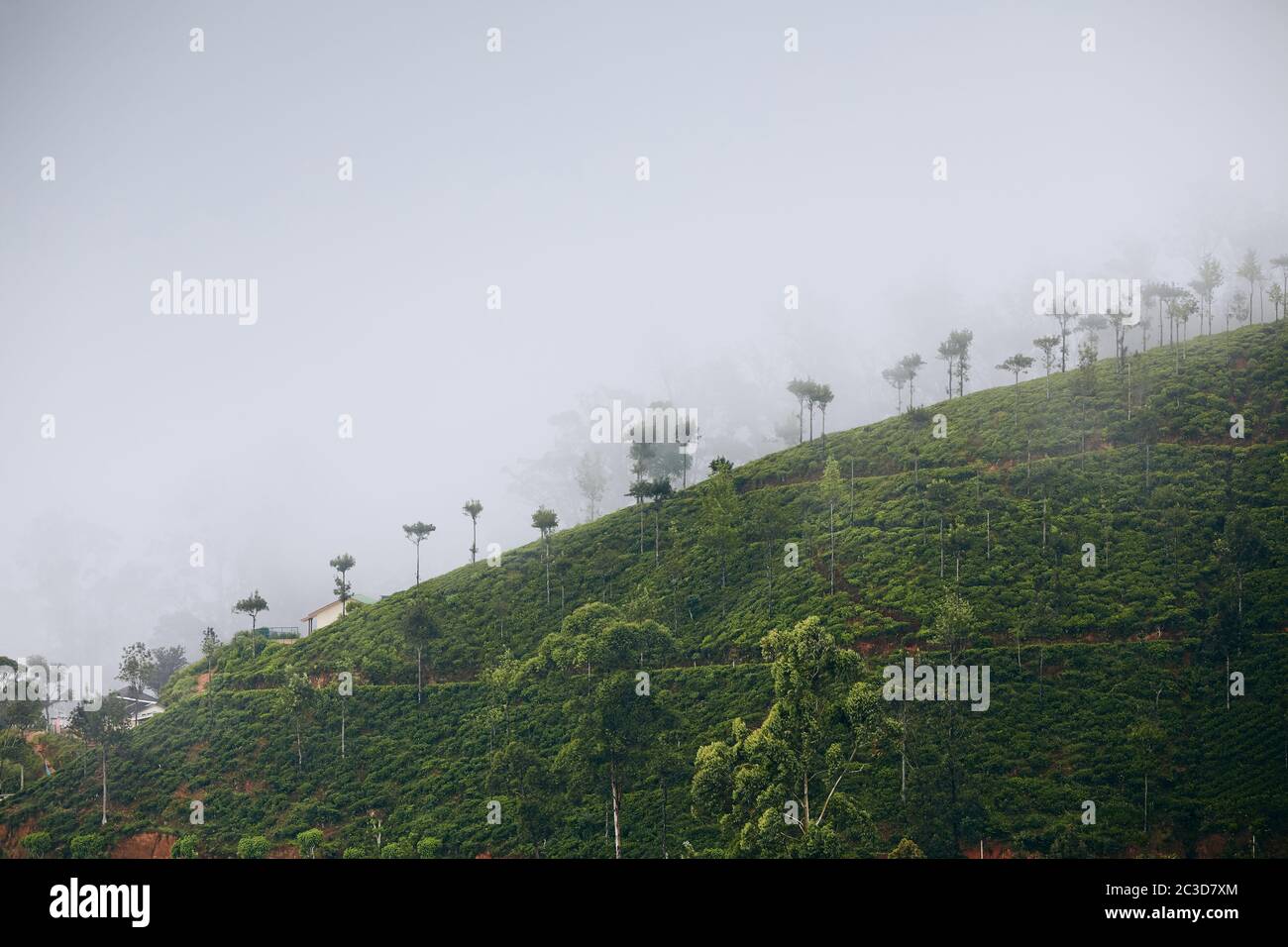 Piantagioni di tè in nebbia misteriosa. Paesaggio agricolo vicino Haputale in Sri Lanka. Foto Stock