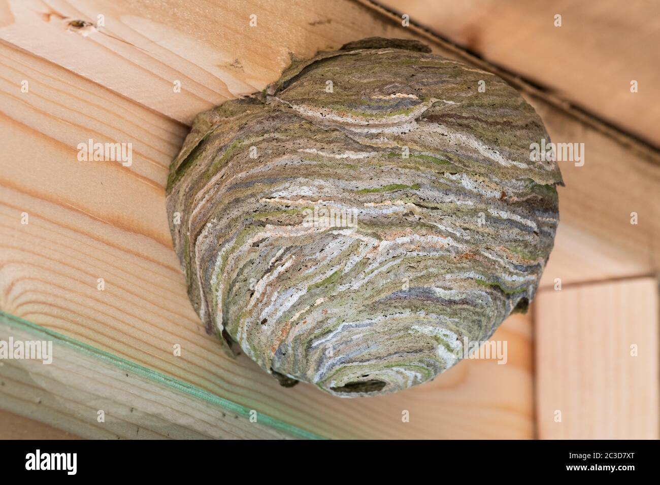 WASP Nest in capanna da giardino - UK Foto Stock