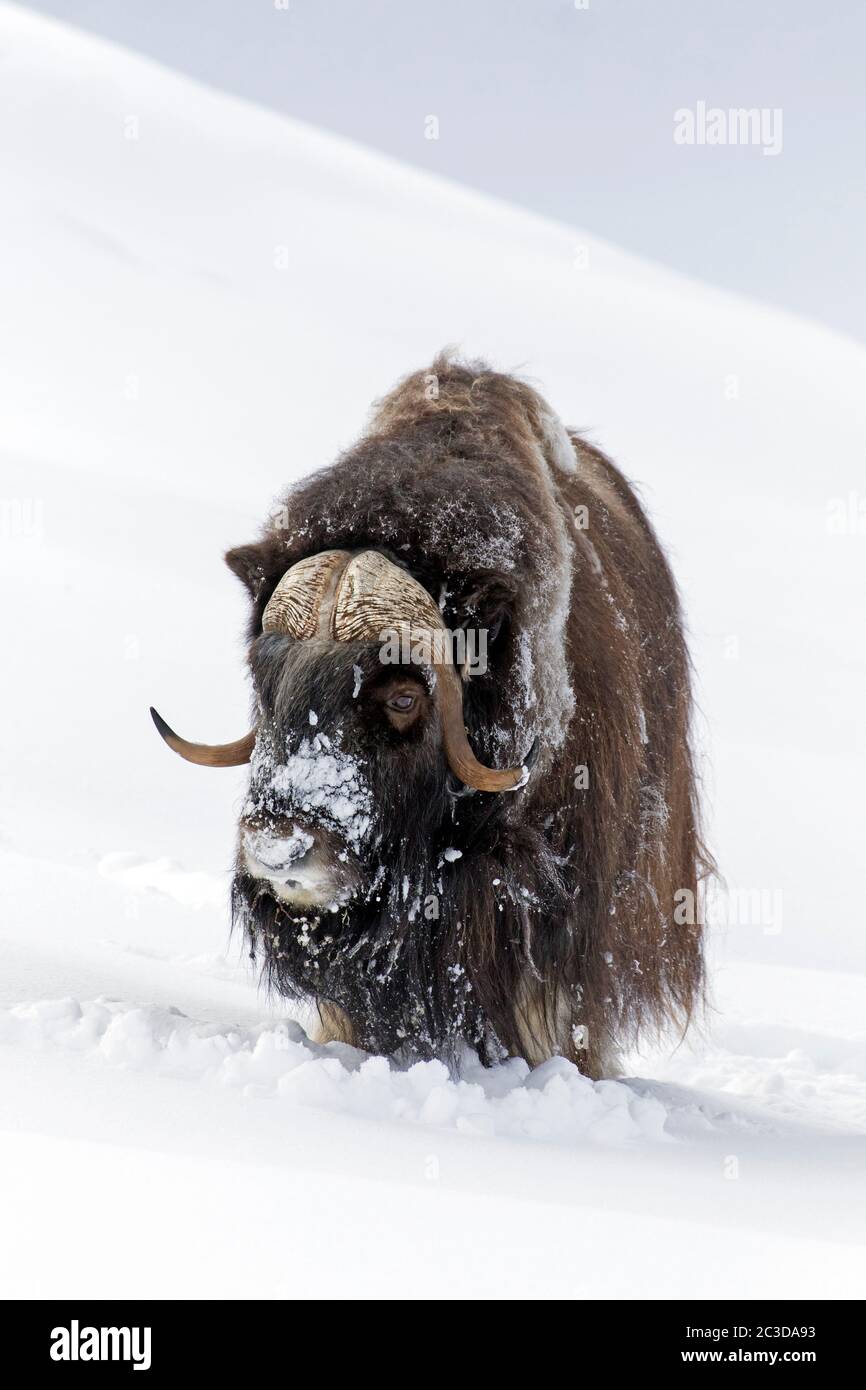 Muskox bull (Ovibos moschatus) ritratto di foraggio maschile sulla tundra innevata in inverno, Dovrefjell–Sunndalsfjella National Park, Norvegia Foto Stock