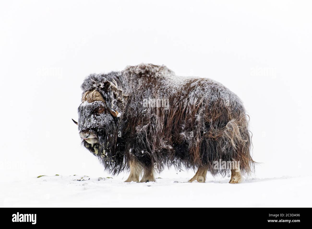 Muskox bull (Ovibos moschatus) ritratto di uomo coperto di neve sulla tundra in inverno, Dovrefjell–Sunndalsfjella National Park, Norvegia Foto Stock