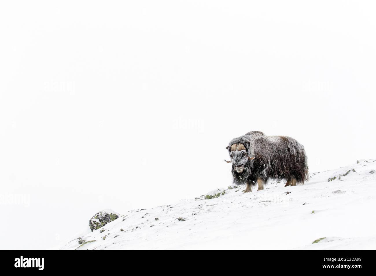 Muskox bull (Ovibos moschatus) ritratto di uomo coperto di neve sulla tundra in inverno, Dovrefjell–Sunndalsfjella National Park, Norvegia Foto Stock
