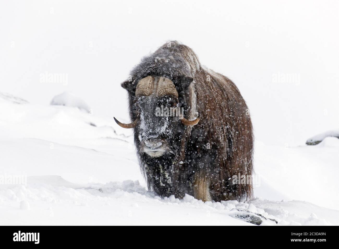 Muskox bull (Ovibos moschatus) ritratto di maschio durante la nevicata su tundra innevata in inverno, Dovrefjell–Sunndalsfjella National Park, Norvegia Foto Stock