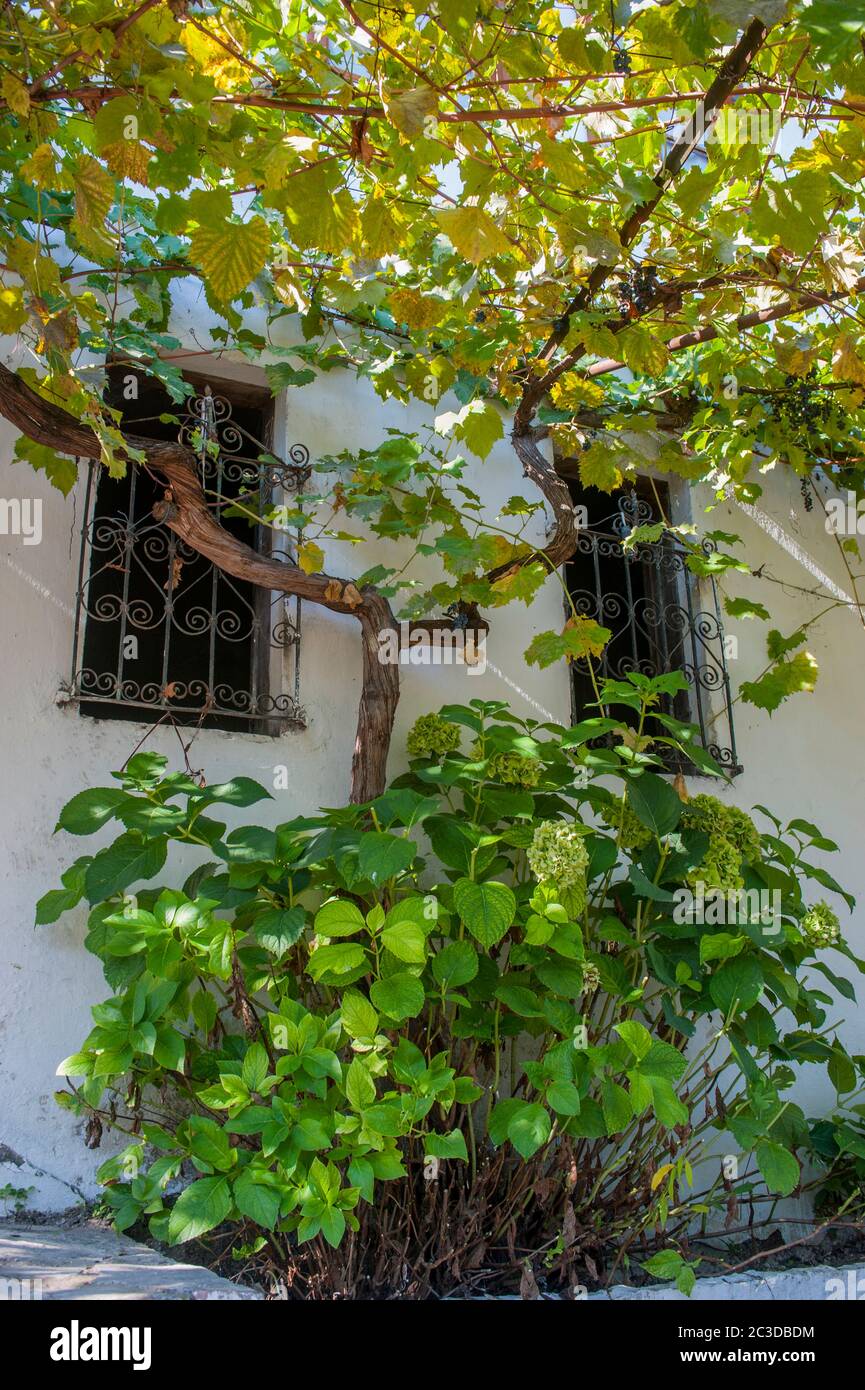 Un vitigno sta crescendo in una casa a Gjirokastra, una città dell'Albania meridionale. Foto Stock