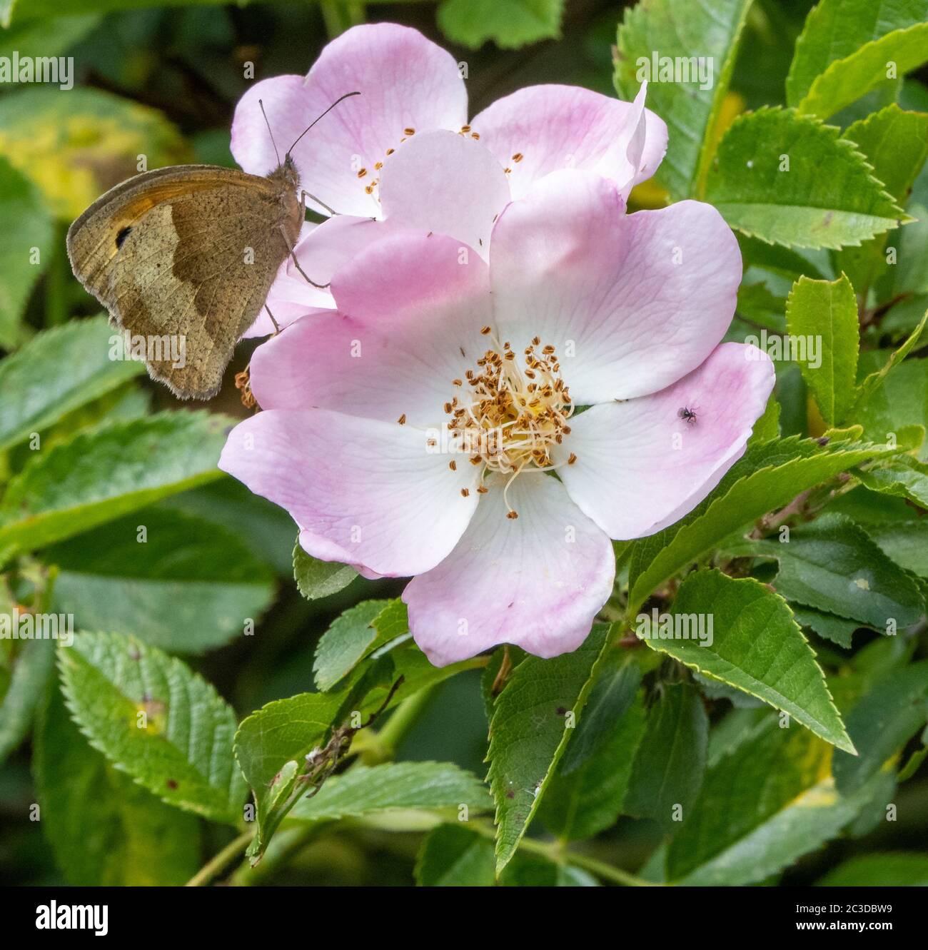 Meadow Brown Maniola jurtina su cane Rosa Canina - Dorset UK Foto Stock