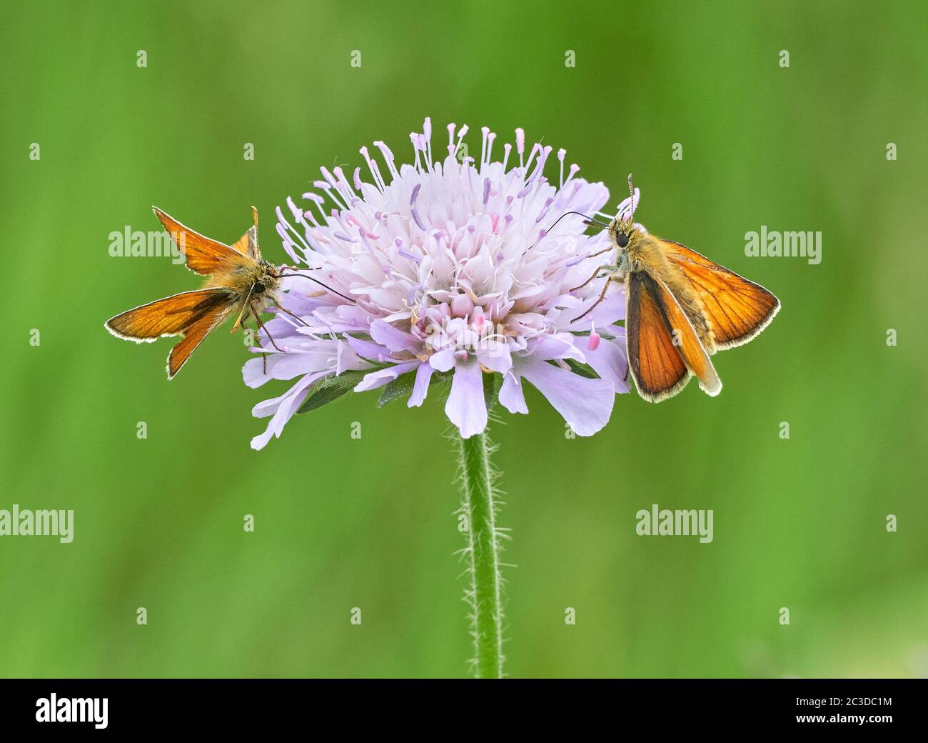 Maschio e femmina skipper di piccole farfalle Thymelicus sylvestris avanzamento sul campo scabious in un prato fiorito nel WILTSHIRE REGNO UNITO Foto Stock