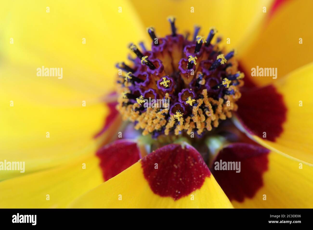 Particolare di un fiore giallo e rosso di Coreopsis tinctoria (Coriopsis o calliopsis delle pianure). Foto Stock