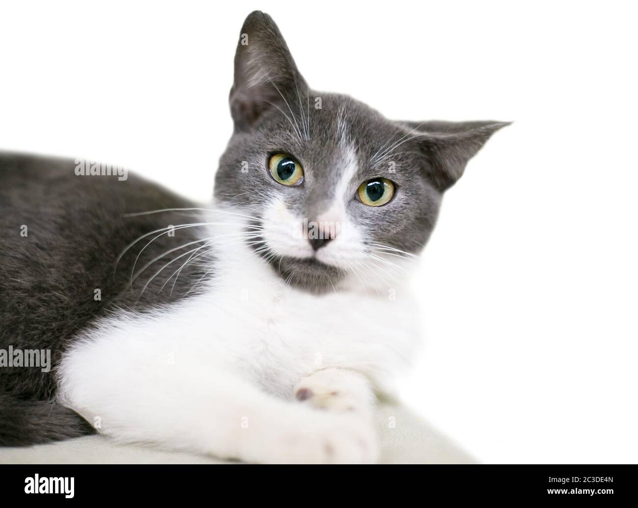 Un gattino domestico di shorthair grigio e bianco che si stese con gli allievi dilatati e un'espressione infastidita sul suo viso Foto Stock