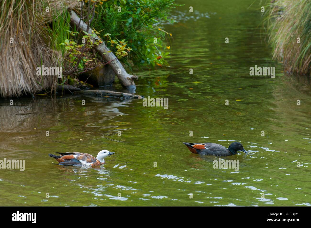 Un paio di paradiso shelduck (Tadorna variegata) a Zealandia, precedentemente noto come Karori Wildlife Sanctuary, vicino a Wellington sulla punta meridionale o Foto Stock