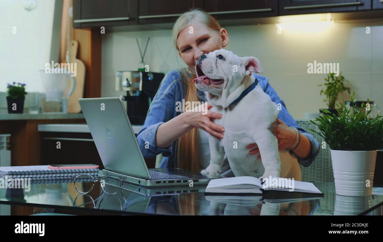 Donna bionda che fa la videochiamata in linea ai suoi parenti per mostrare un piccolo bulldog. Sorrideva e si sedeva in cucina a casa. Foto Stock