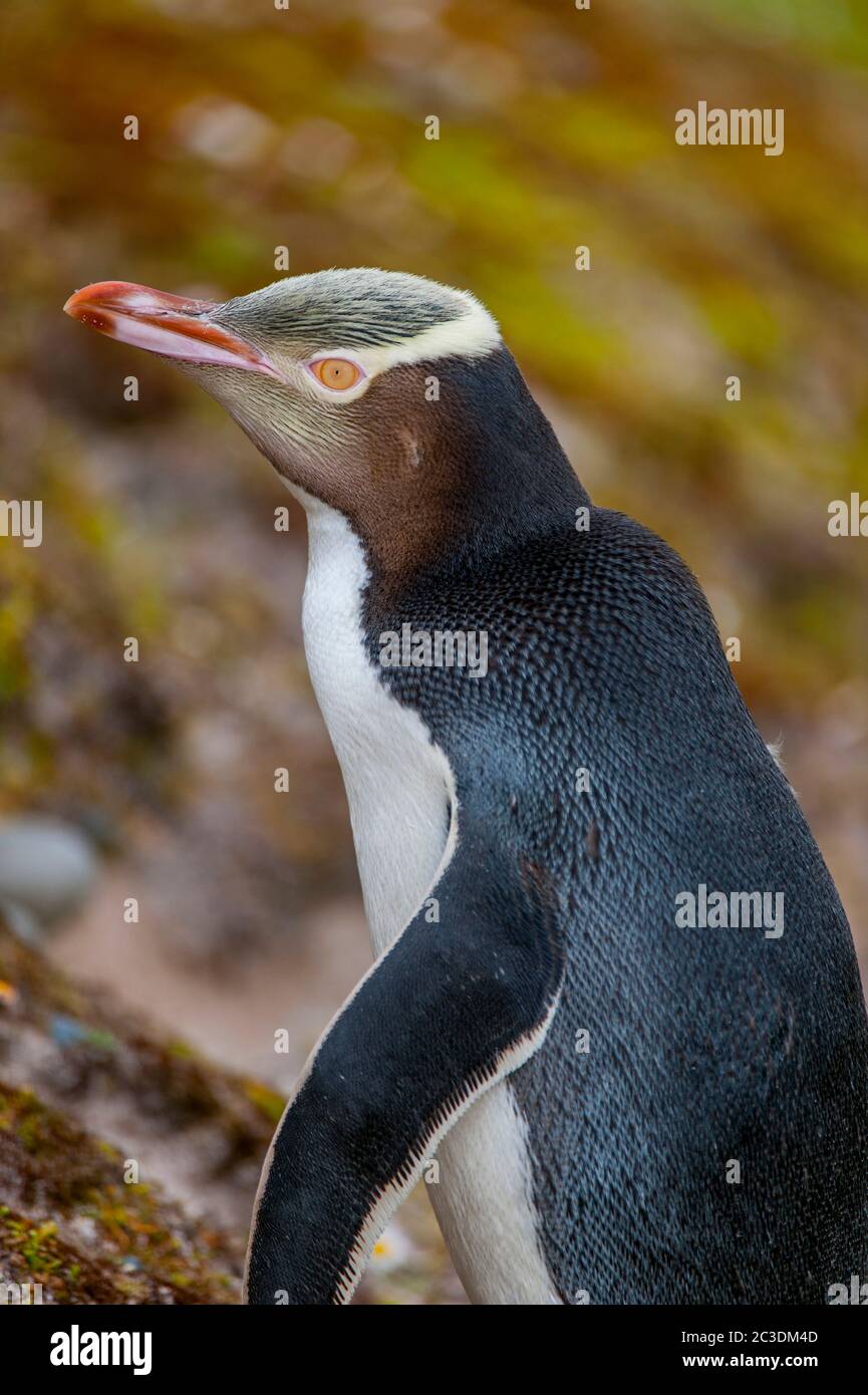 Ritratto di un pinguino dagli occhi gialli (Megadyptes antipode) sull'isola di Enderby, un'isola sub-antartica nel gruppo dell'isola di Auckland, Nuova Zelanda. Foto Stock