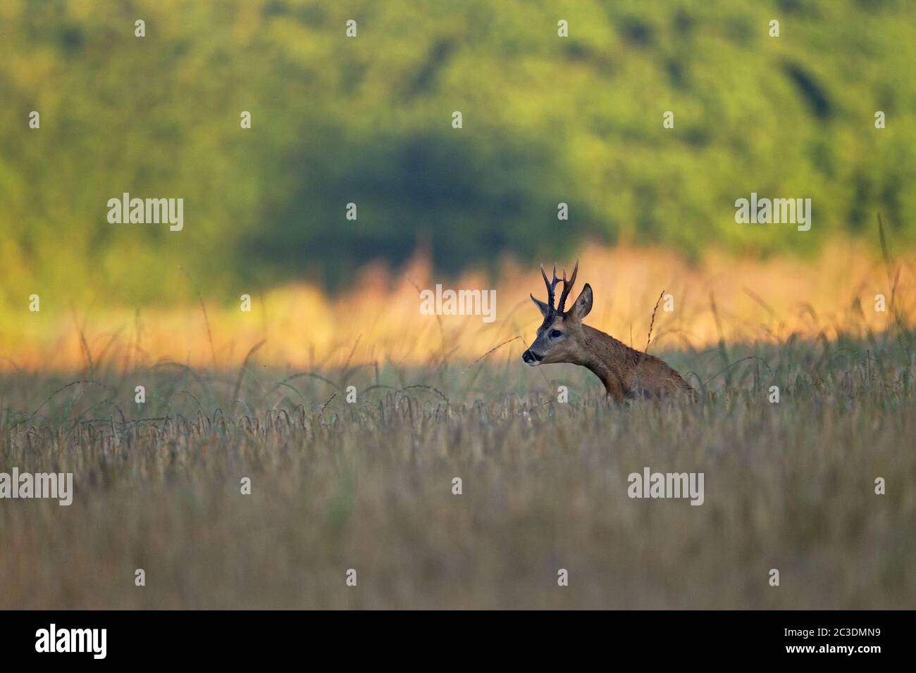 Con ampi salti, un Roebuck segue una femmina Roe Deer nella stagione di accoppiamento / Capreolus capreolus Foto Stock