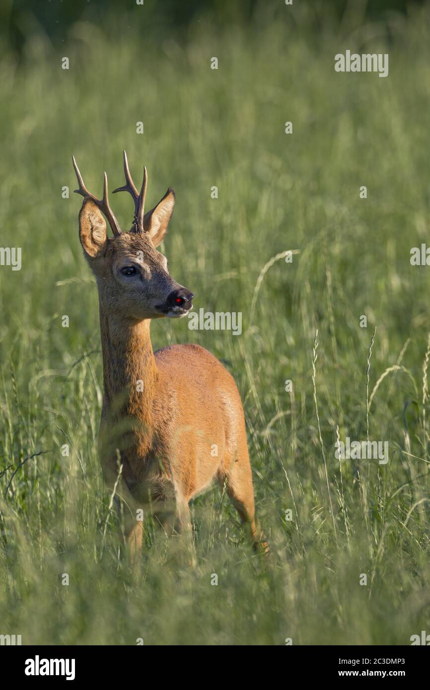 Roebuck nel rut cerca una femmina Roe Deer Foto Stock