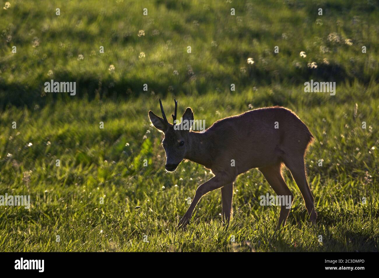 Un Roebuck molto vecchio ha fatto il terreno e minaccia un altro maschio Foto Stock