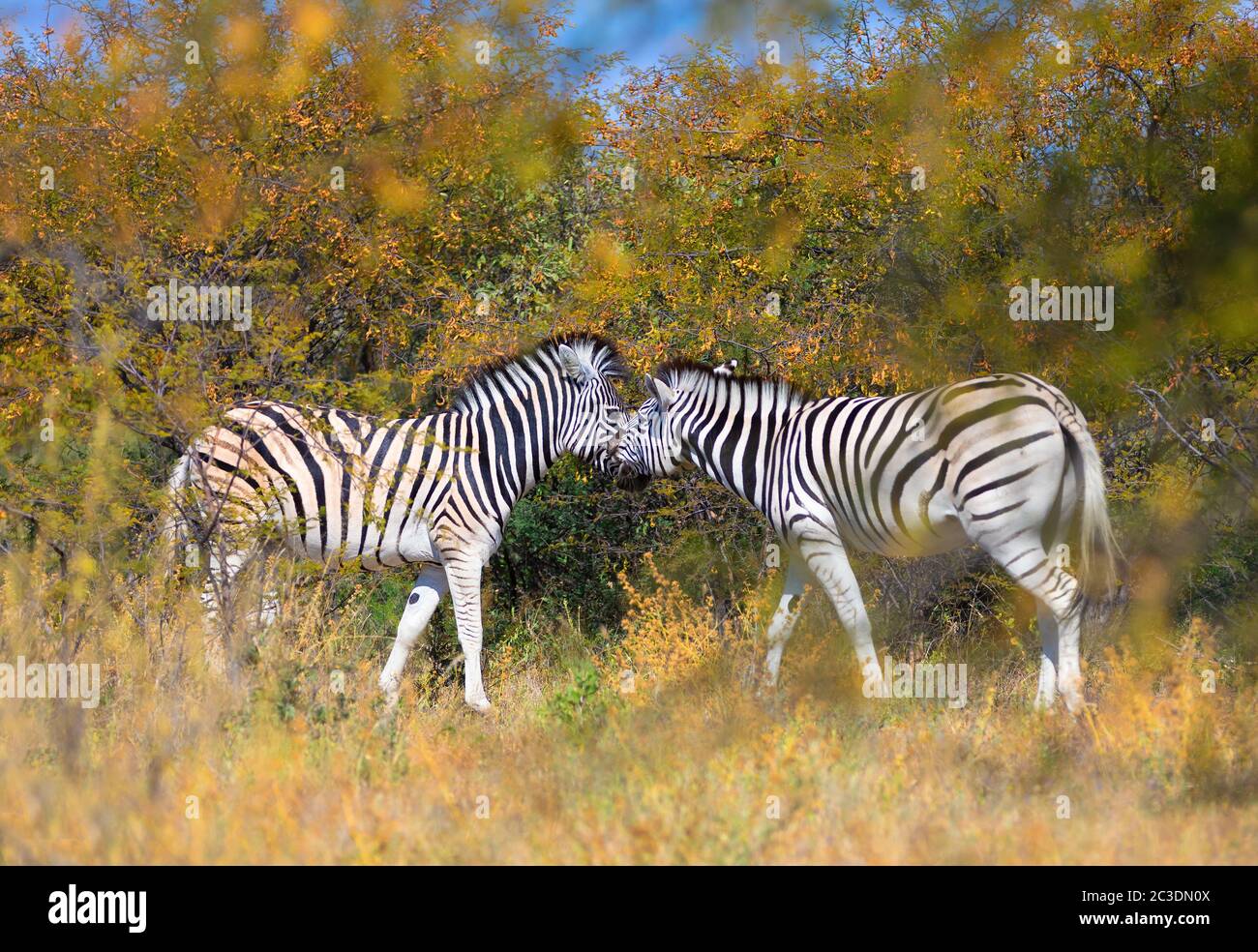 Zebra nel bush, Namibia Africa wildlife Foto Stock