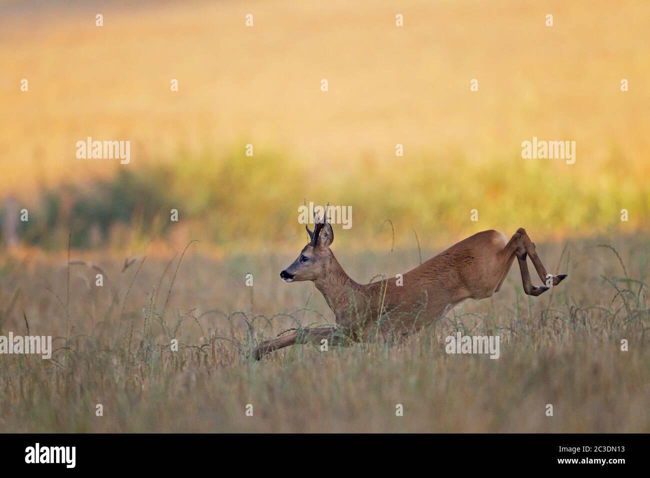 Con ampi salti, un Roebuck segue una femmina Roe Deer nella stagione di accoppiamento Foto Stock