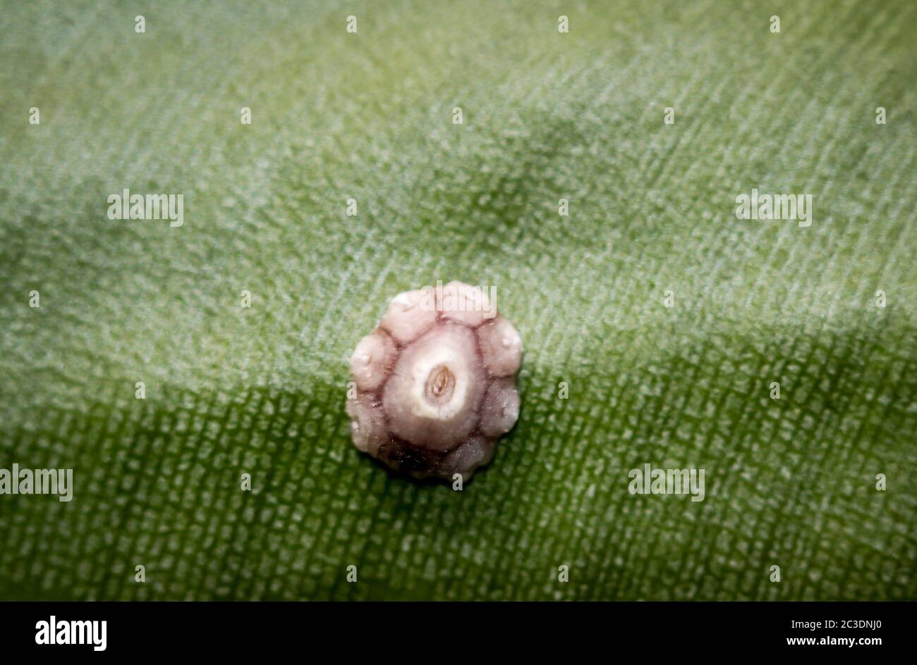 Un vaiolo è bloccato su una foglia di palma. Foto Stock