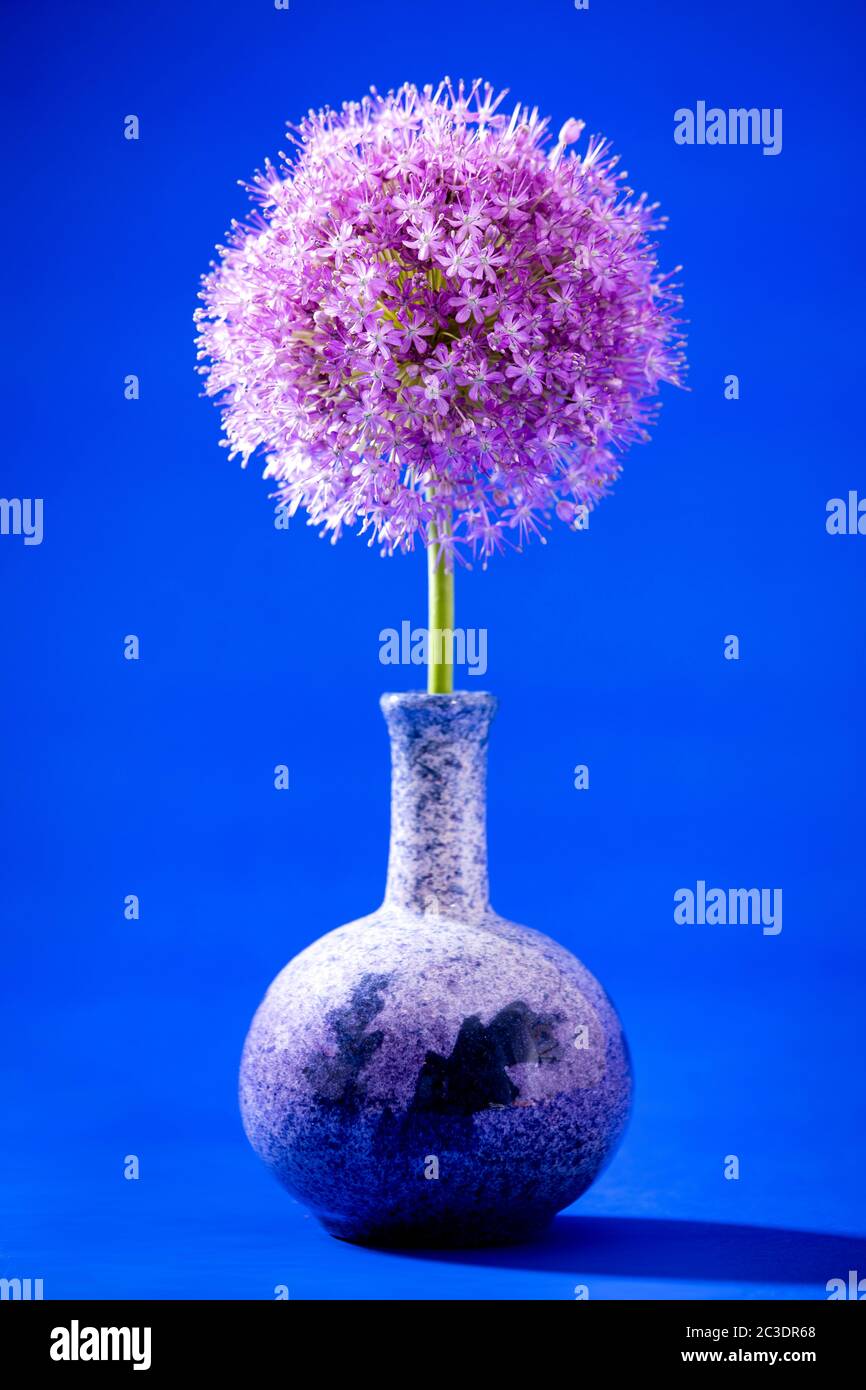 Un singolo Allium cresciuto in un giardino nel Warwickshire, Inghilterra, Regno Unito. Allium è un genere di piante da fiore monocotiledone che comprende centinaia di specie, tra cui cipolla coltivata, aglio, scalogno, scalogno, porro e erba cipollina. Il nome generico Allium è il termine latino per l'aglio, e la specie di tipo per il genere è Allium sativum che significa "aglio coltivato". Foto Stock