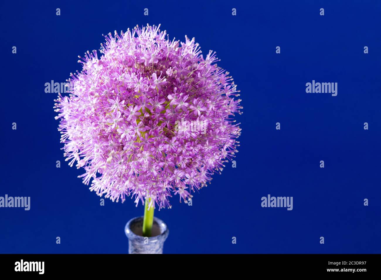 Un singolo Allium cresciuto in un giardino nel Warwickshire, Inghilterra, Regno Unito. Allium è un genere di piante da fiore monocotiledone che comprende centinaia di specie, tra cui cipolla coltivata, aglio, scalogno, scalogno, porro e erba cipollina. Il nome generico Allium è il termine latino per l'aglio, e la specie di tipo per il genere è Allium sativum che significa "aglio coltivato". Foto Stock