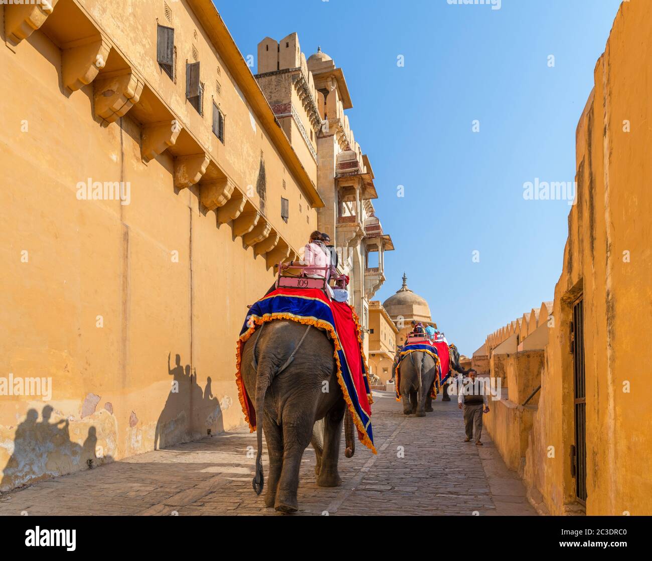 Elephant corre sul sentiero fino al Forte Amber, Jaipur, Rajasthan, India Foto Stock