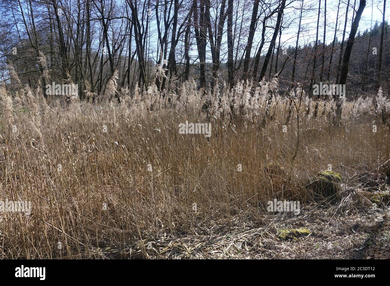 Phragmites australis, Reed Foto Stock