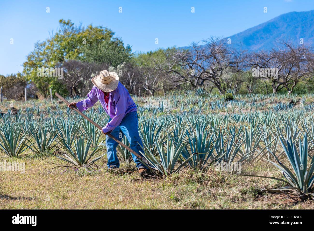 Lavoratore in campo di agave blu a Tequila, Jalisco, Messico Foto Stock