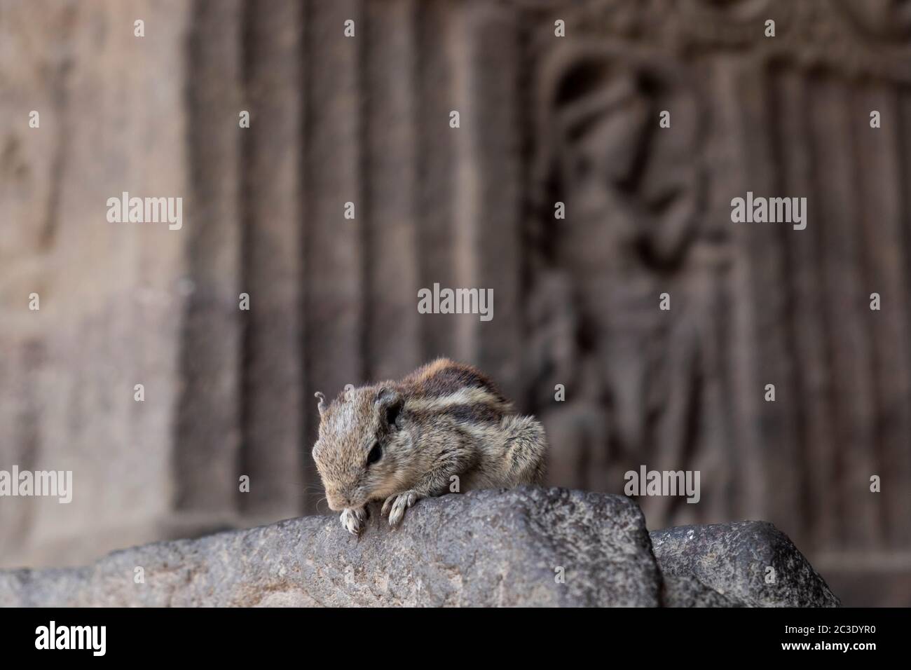 Chippmunk in Ellora Cave 33, Aurangabad, Maharashtra, India. Foto Stock