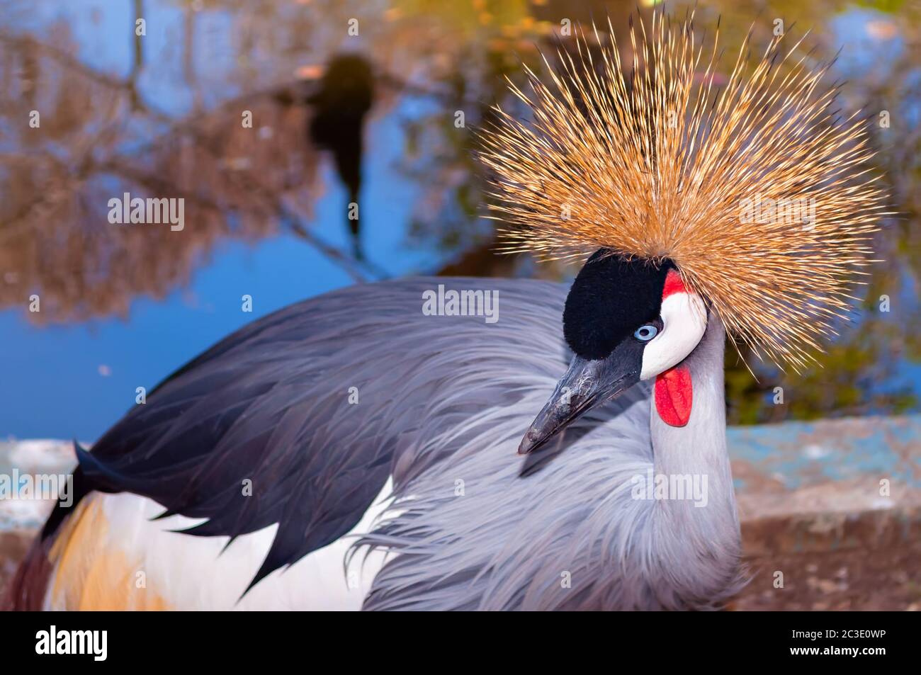 Crane coronate - Baleari regulorum , conosciuta anche come la gru africana. Foto Stock