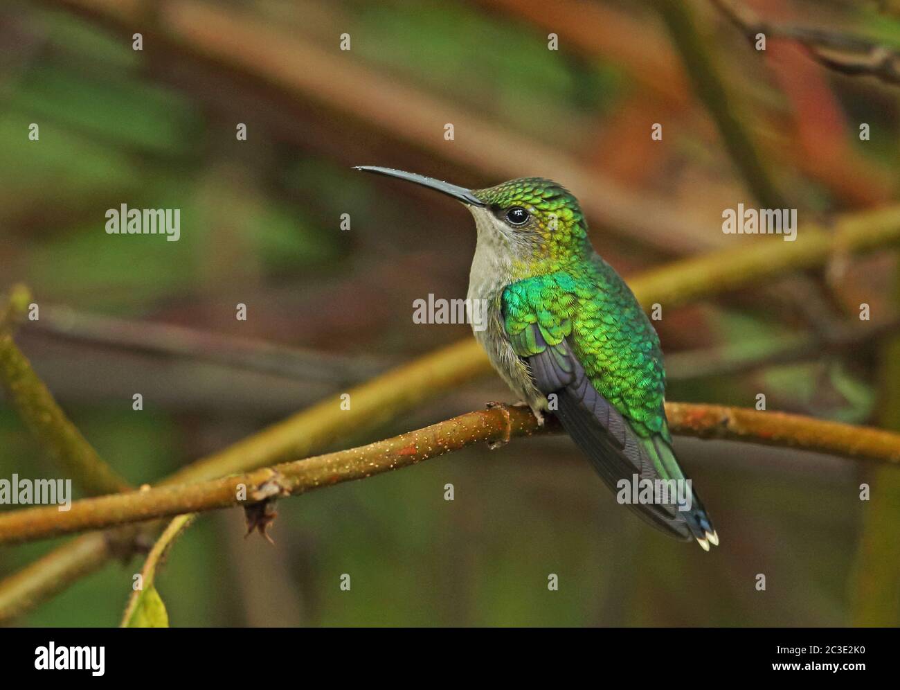 Woodnymph (Thalurania colombica townsendi) femmina adulta arroccata su Twig Pico Bonito, Honduras febbraio 2016 Foto Stock