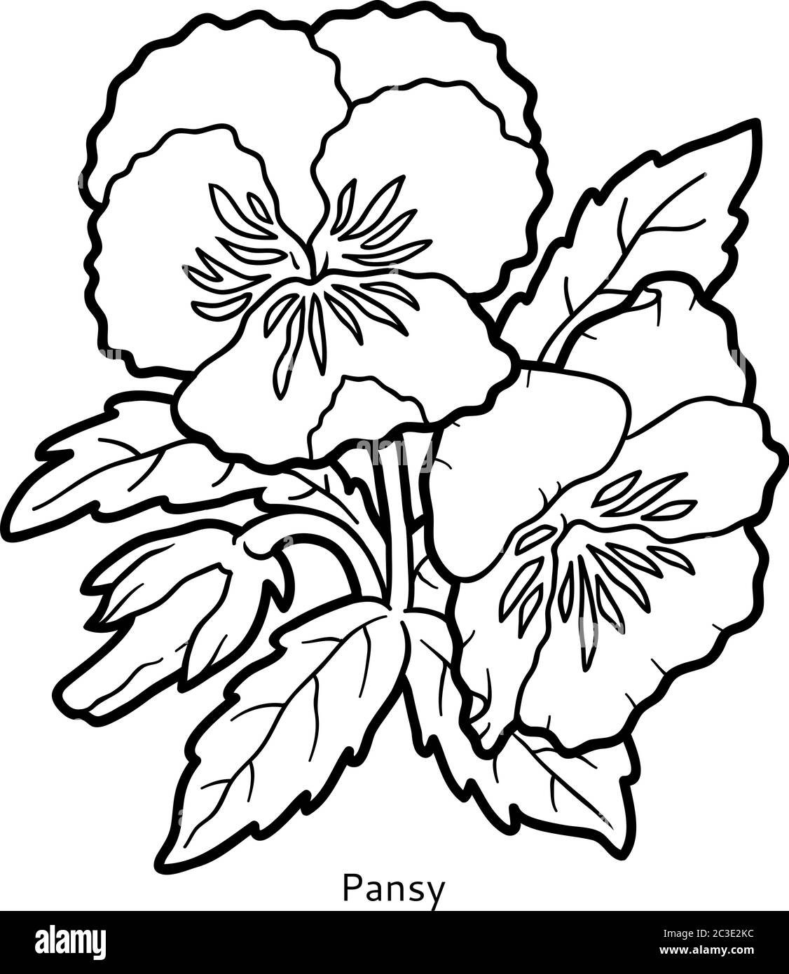Libro da colorare per bambini, fiore Pansy Illustrazione Vettoriale Libro da colorare per bambini, fiore Pansy Illustrazione Vettoriale