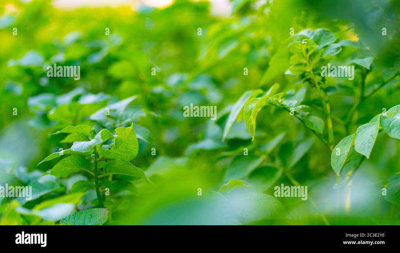 Cespugli di patate nel giardino. Cespuglio di patate su un letto di verdure. Verdure locali. Cibo, pianta. Foto Stock