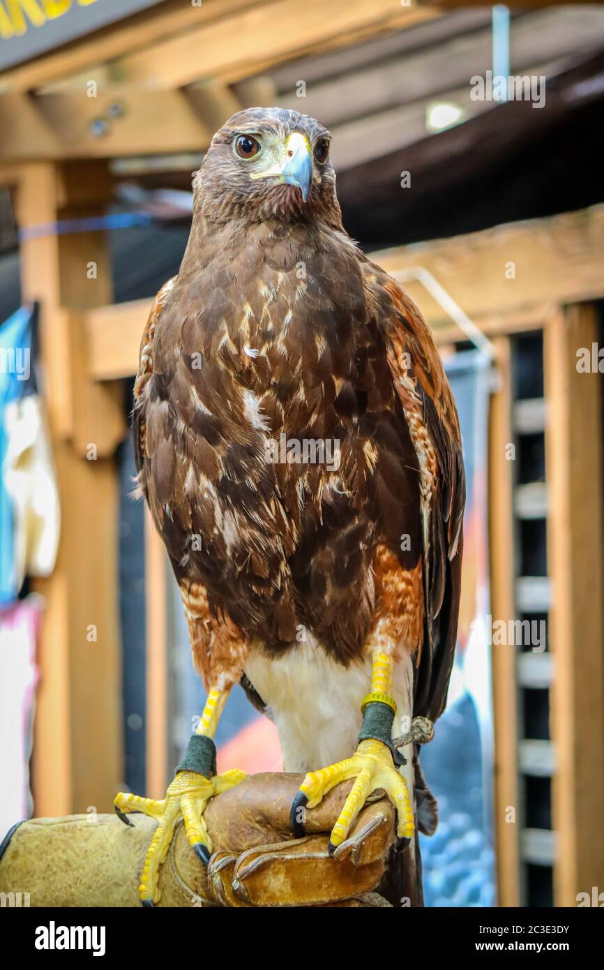 Una Golden Eagle in state Fair, Minnesota Foto Stock