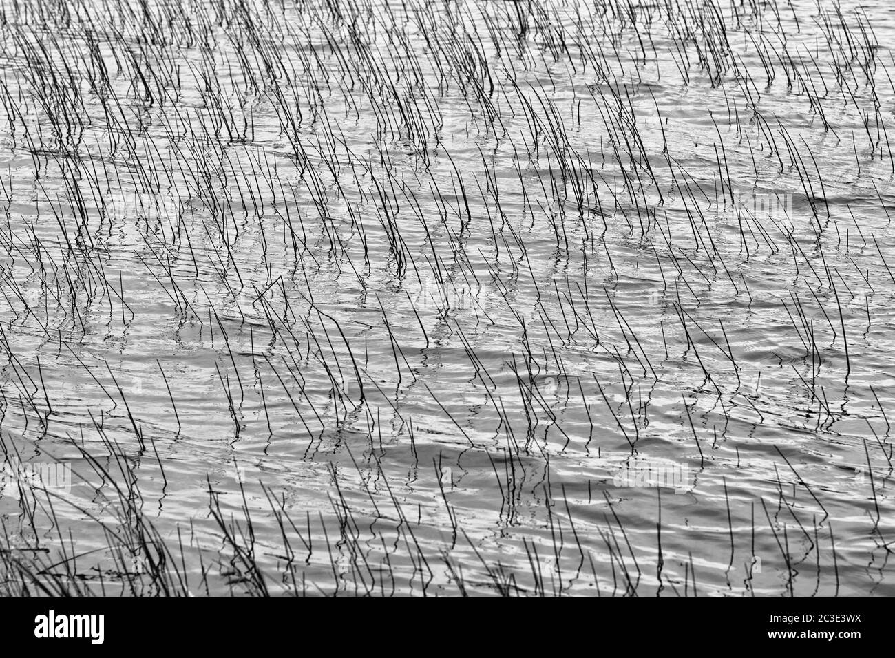 Sul lago, rampicando dettaglio di pianta. Aspetto artistico in bianco e nero. Foto Stock