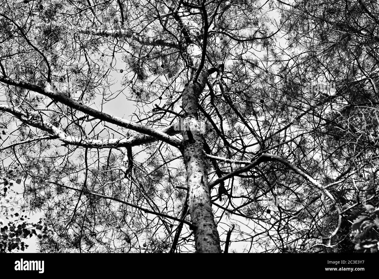 Bellezza dettaglio vista foresta. Aspetto artistico in nero e bianco. Foto Stock