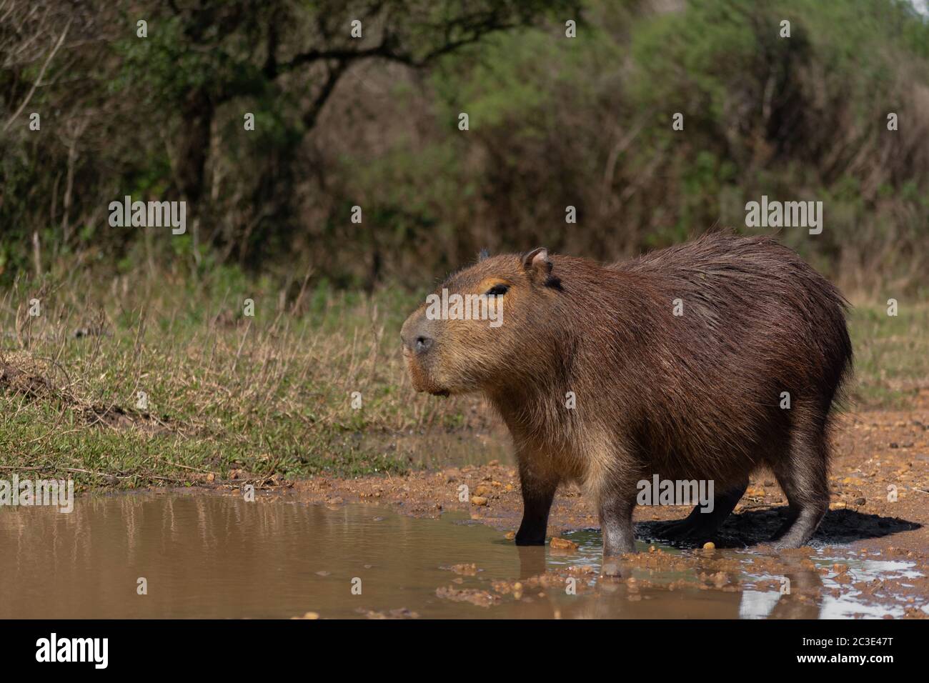 Ritratto di capybara (hydrococherus hydrocaeris pascolo) nel Parco Nazionale El Palmar, Entre Rios. Argentina. Il capybara è il roditore più grande del Foto Stock