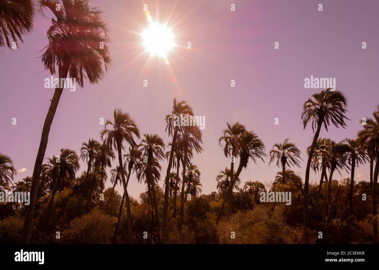 Splendido paesaggio con sole e palme nel Parco Nazionale El Palmar, Argentina. Foto Stock