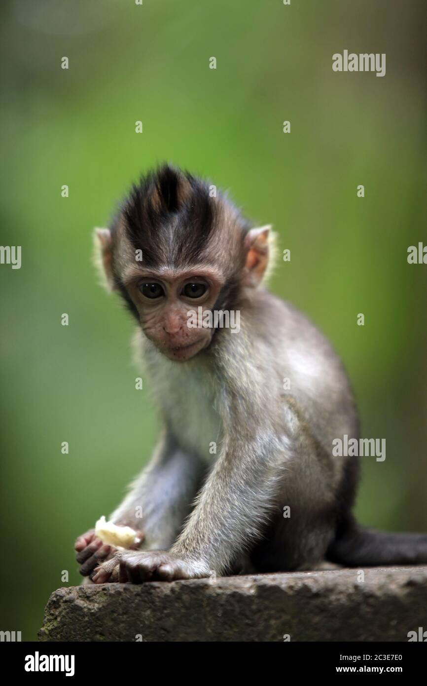 Il bambino di scimmie. Bali uno zoo. Indonesia Foto Stock