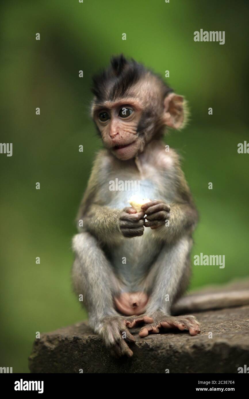Il bambino di scimmie. Bali uno zoo. Indonesia Foto Stock