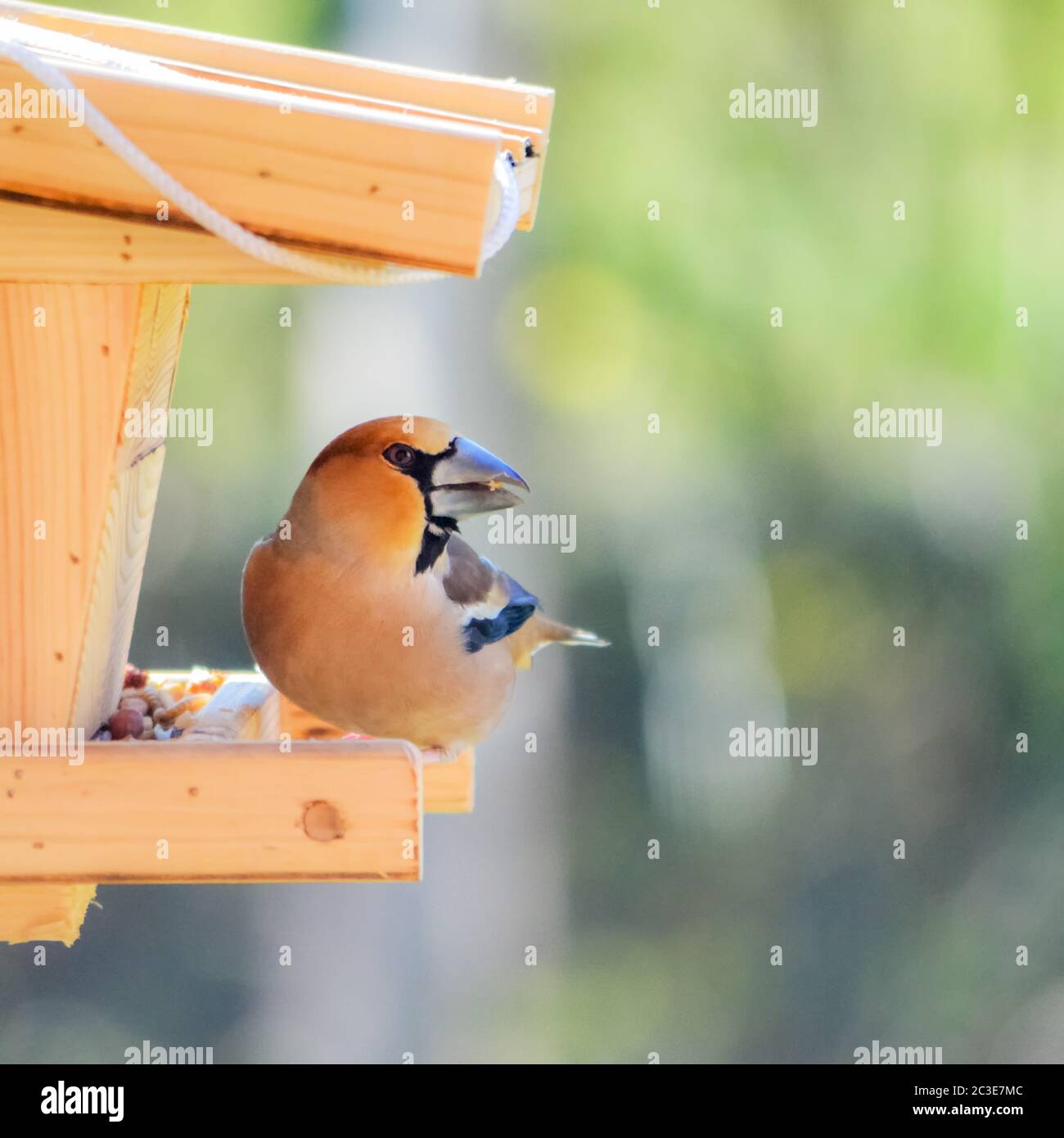 uccello di grossbeak ad un birdfeeder nel giardino Foto Stock
