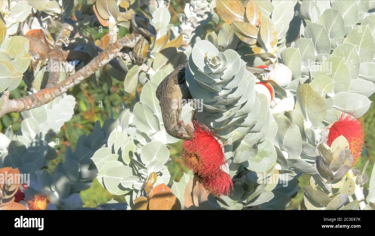 Un rosso wattlebird alimentazione su un eucalyptus macrocarpa Foto Stock