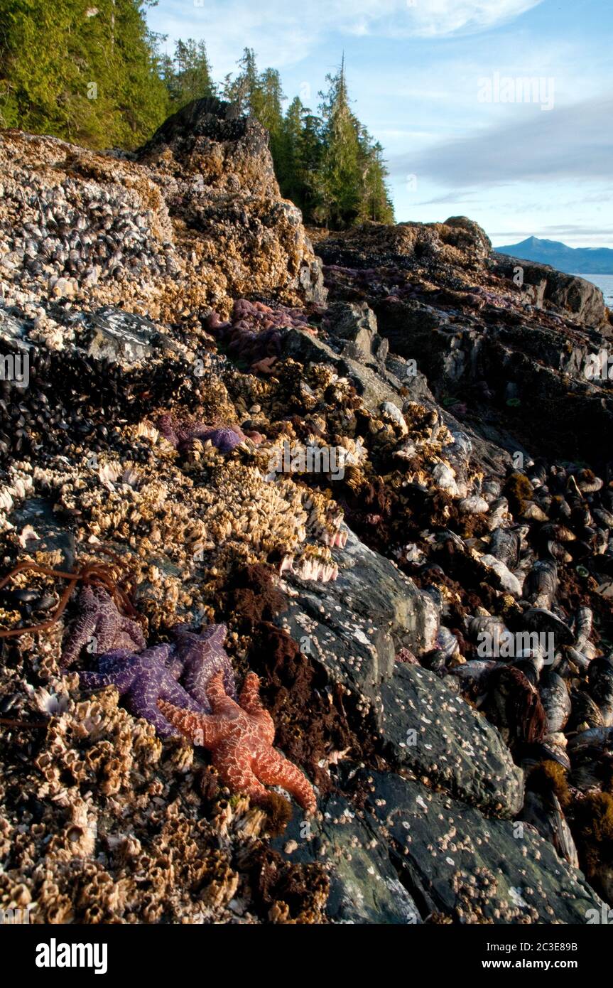 Un gruppo di coloratissime stelle marine sulle rocce ricoperte di barnacolo in una zona intercorrente dell'Oceano Pacifico nella Great Bear Rainforest, British Columbia, Canada. Foto Stock