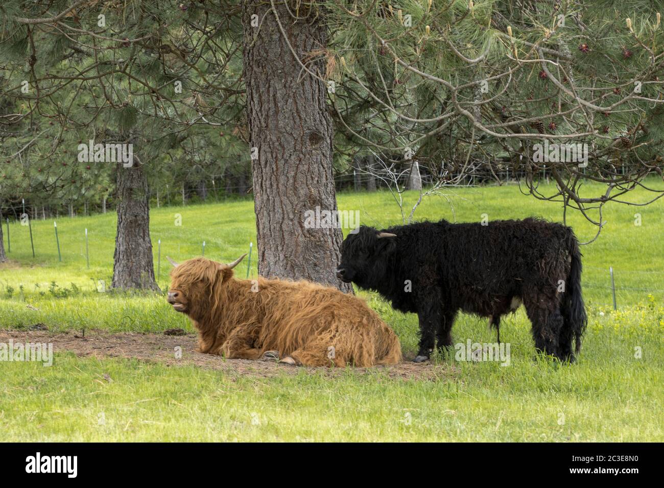 Due mucche di montagna riposano da un albero in un pascolo vicino Coeur d'Alene, Idaho. Foto Stock