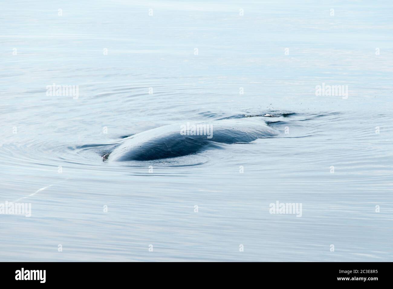 Una balena di ritorno che dorme sulla superficie dell'acqua nell'Oceano Pacifico, nella regione della Great Bear Rainforest, nella costa centrale, nella British Columbia, in Canada. Foto Stock