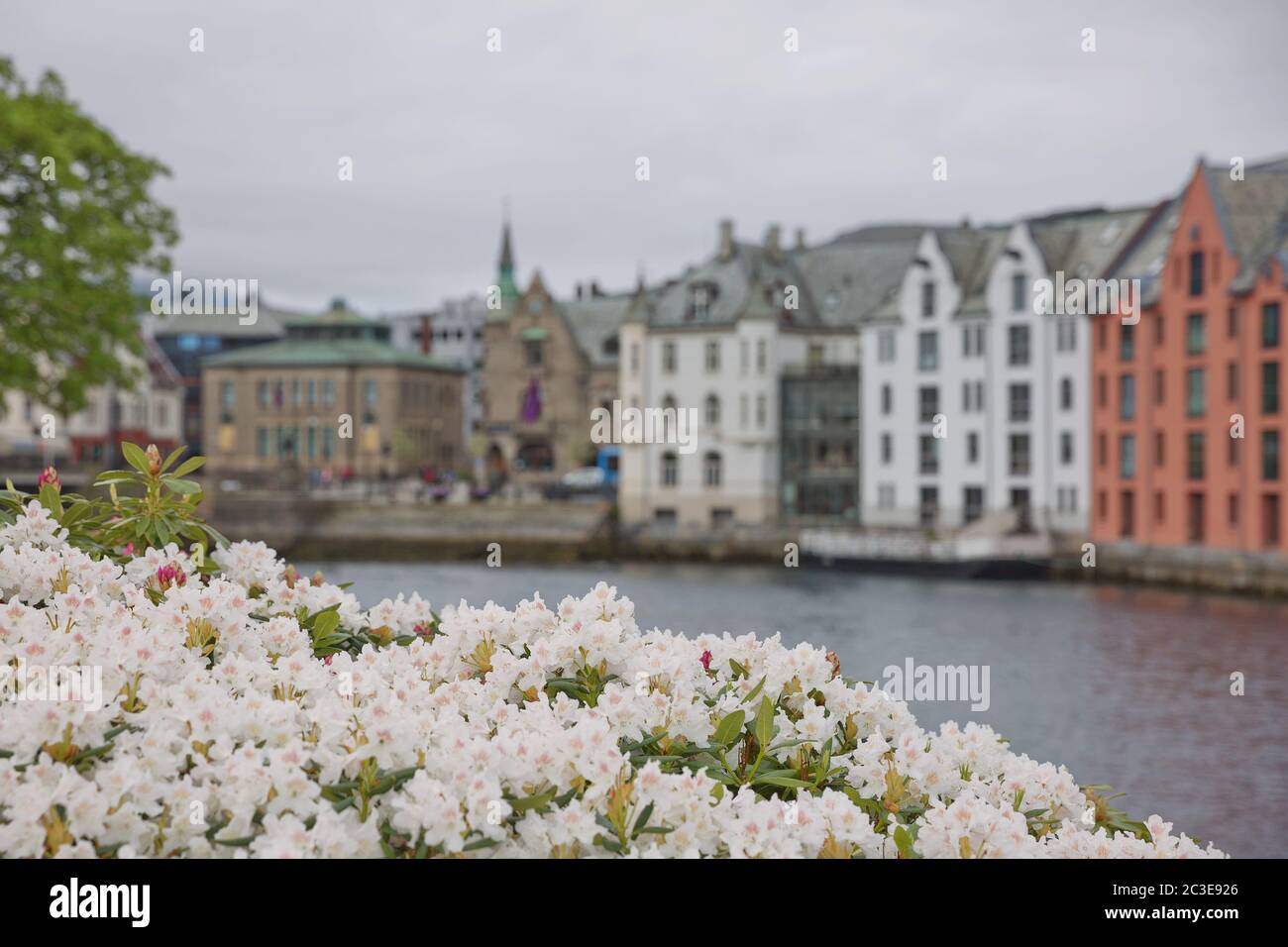 Vista sul lungomare della città vecchia di Alesund con case in stile Liberty e fiori bianchi in fiore Foto Stock