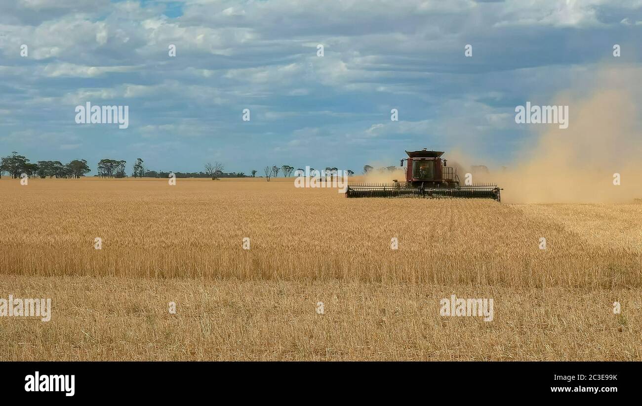 Un rosso macchina mietitrebbiatrice è utilizzato su una fattoria di grano per la raccolta di grano maturo Foto Stock